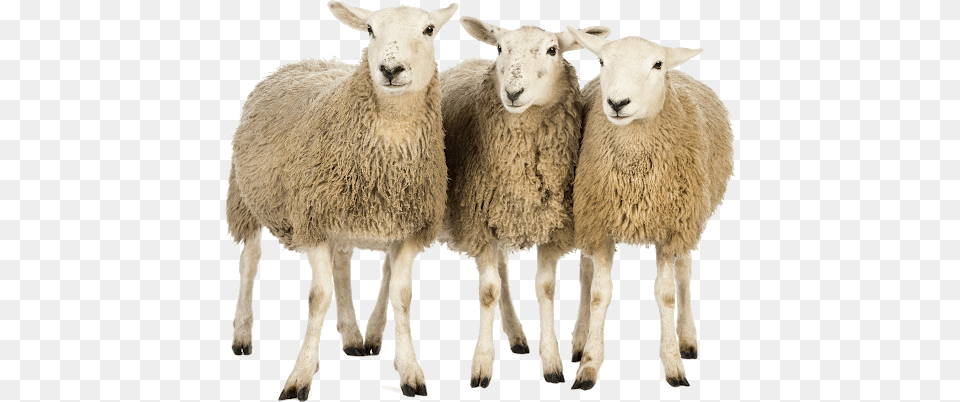 Sheep, Animal, Livestock, Mammal Png Image