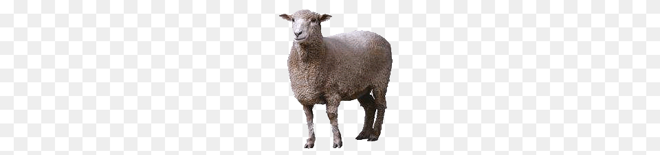 Sheep, Animal, Livestock, Mammal Free Transparent Png