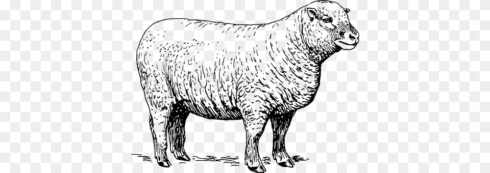 Sheep Gray Png