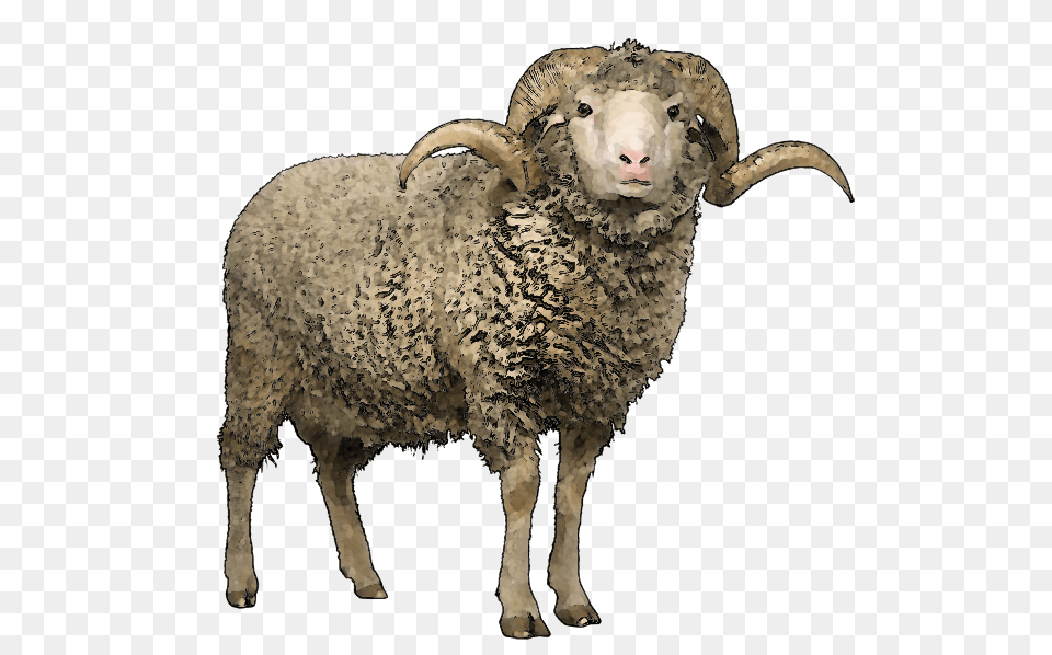 Sheep, Animal, Livestock, Mammal Free Png Download