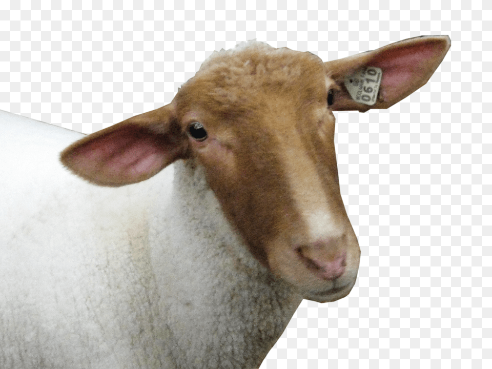 Sheep Free Png Download