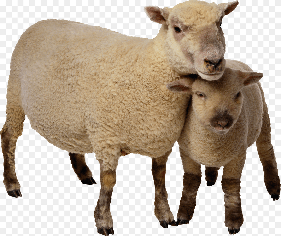 Sheep Free Transparent Png