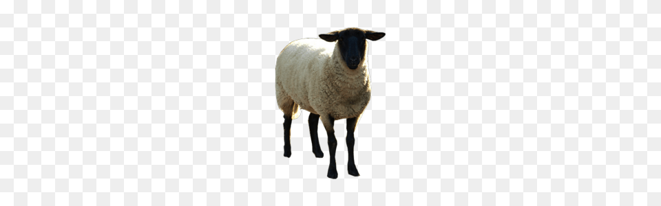 Sheep, Animal, Livestock, Mammal Png