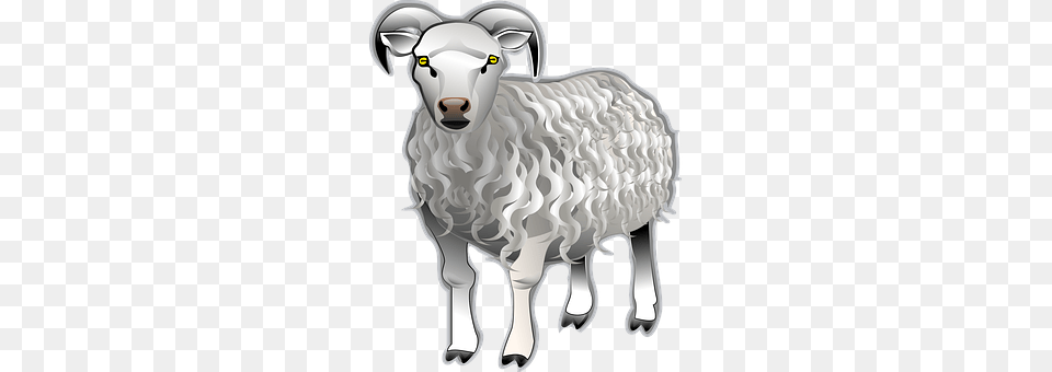 Sheep Animal, Livestock, Mammal, Kangaroo Png Image