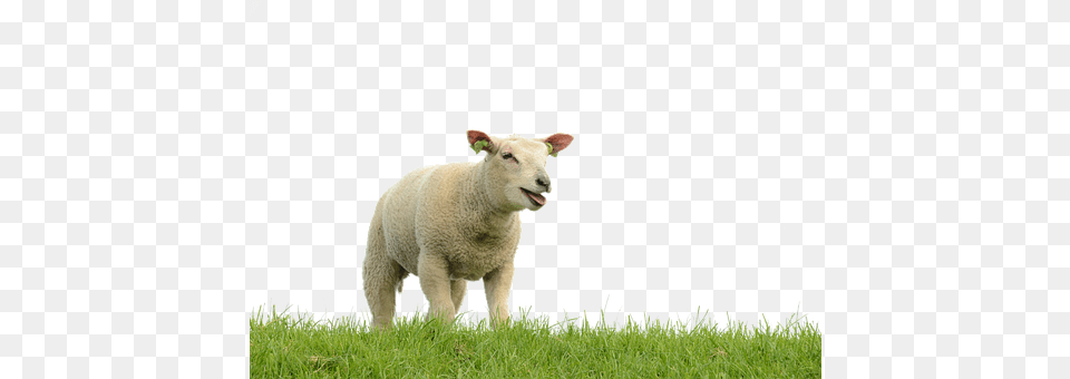 Sheep Animal, Livestock, Mammal, Field Png