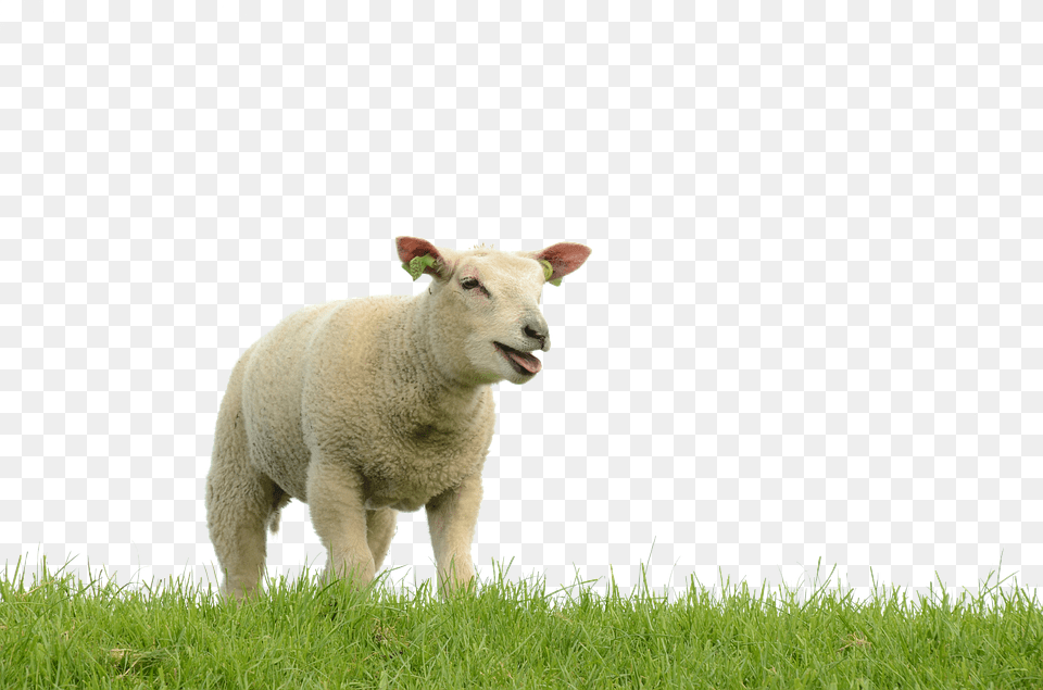 Sheep Animal, Livestock, Mammal, Field Png