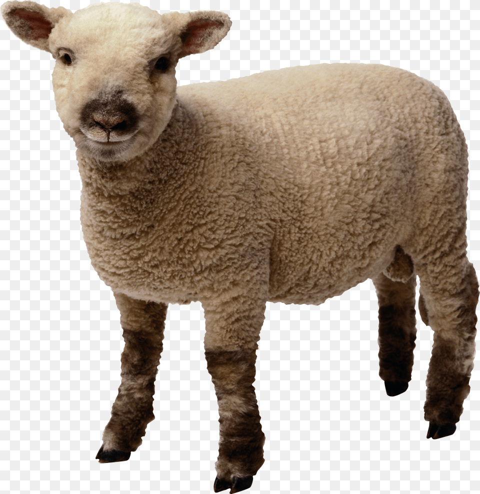 Sheep, Animal, Livestock, Mammal Free Transparent Png