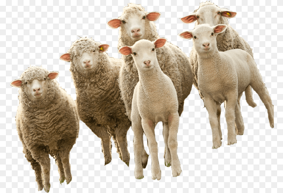 Sheep, Animal, Livestock, Mammal Free Transparent Png