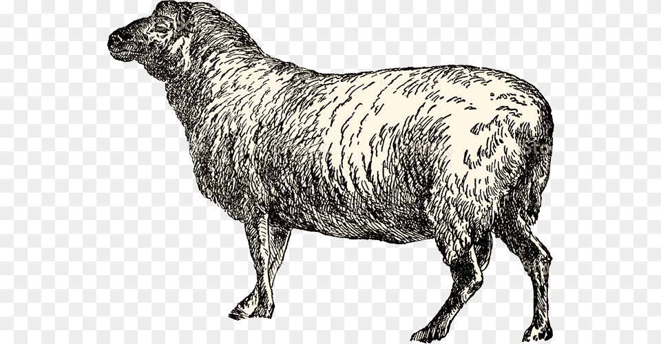 Sheep, Animal, Livestock, Mammal, Cattle Free Transparent Png