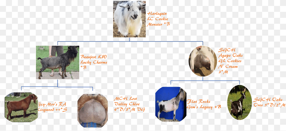 Sheep, Livestock, Person, Mammal, Animal Png Image