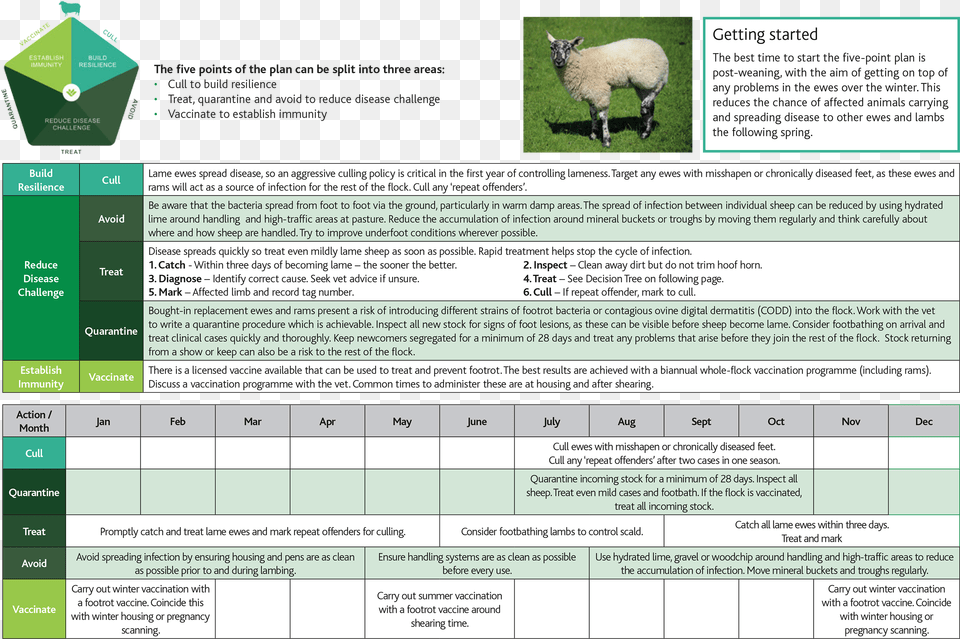 Sheep, Animal, Livestock, Mammal, Page Png Image
