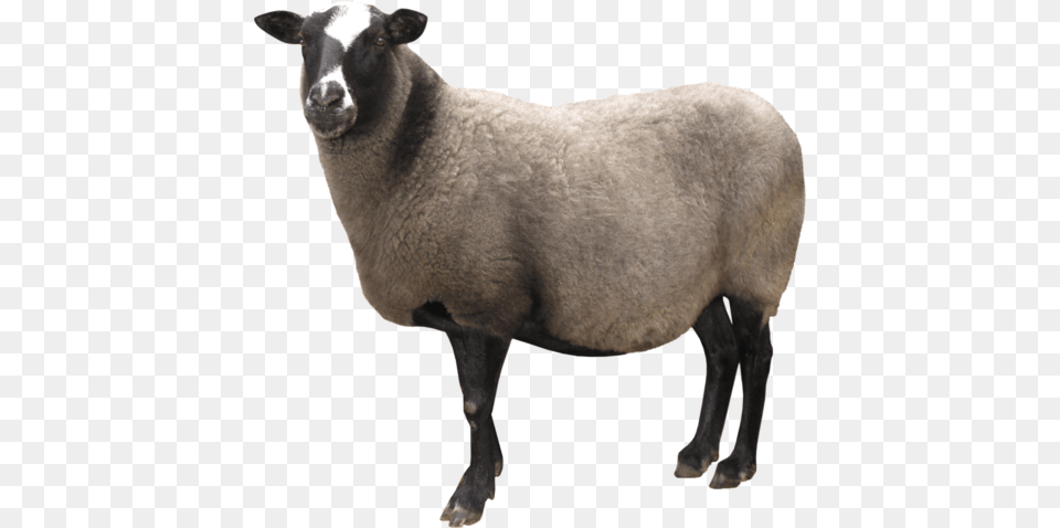 Sheep, Animal, Livestock, Mammal Png Image