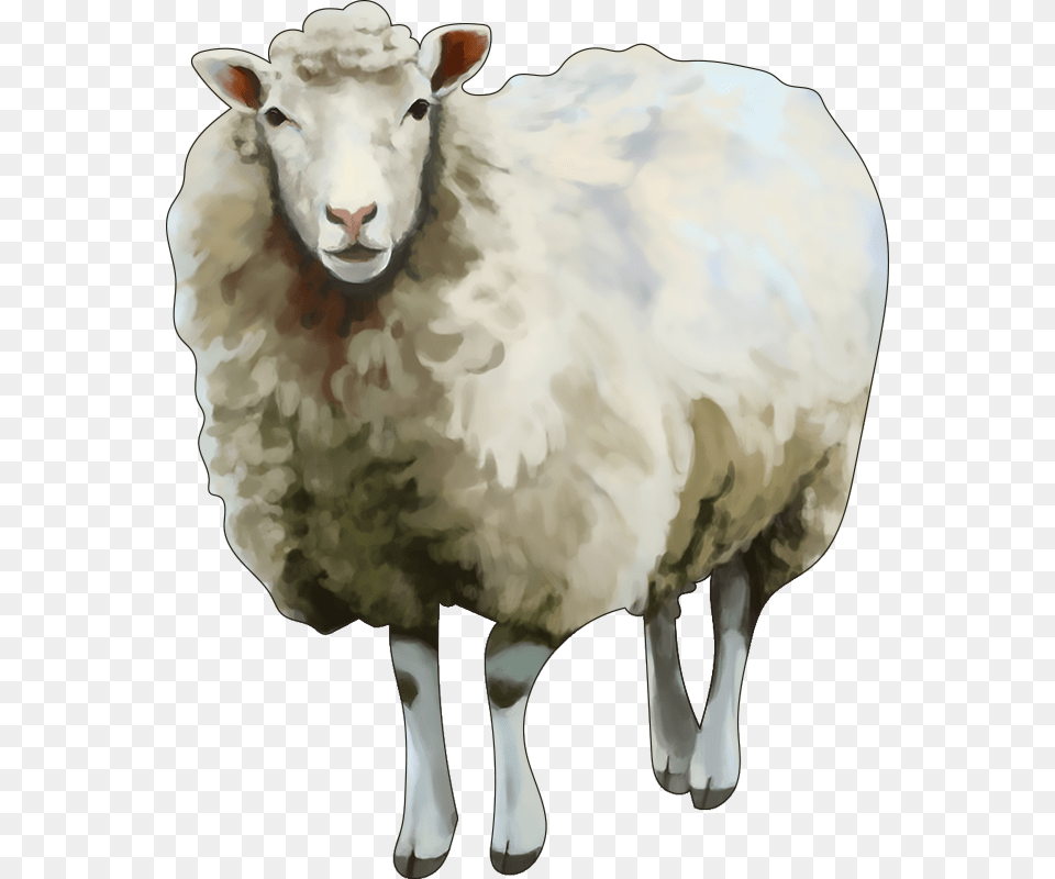 Sheep, Animal, Livestock, Mammal, Kangaroo Png Image