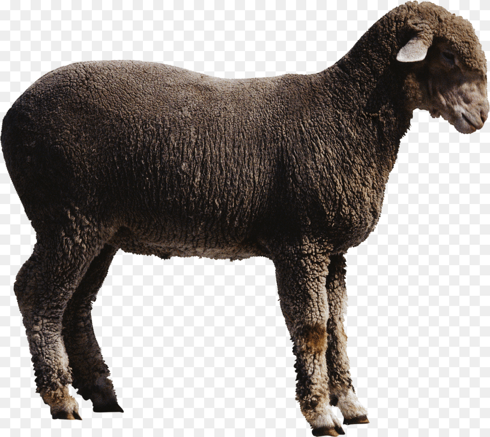 Sheep Png