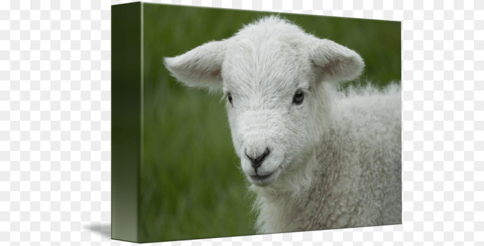 Sheep, Animal, Livestock, Mammal Png Image