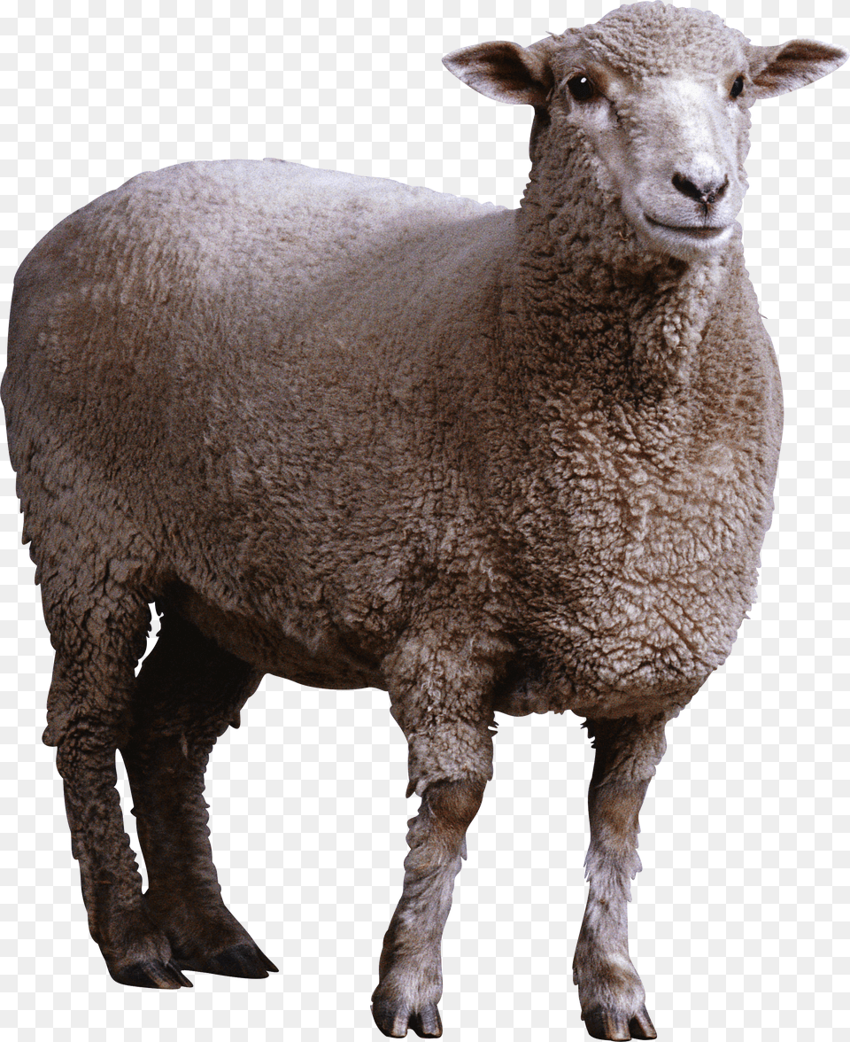 Sheep Free Png