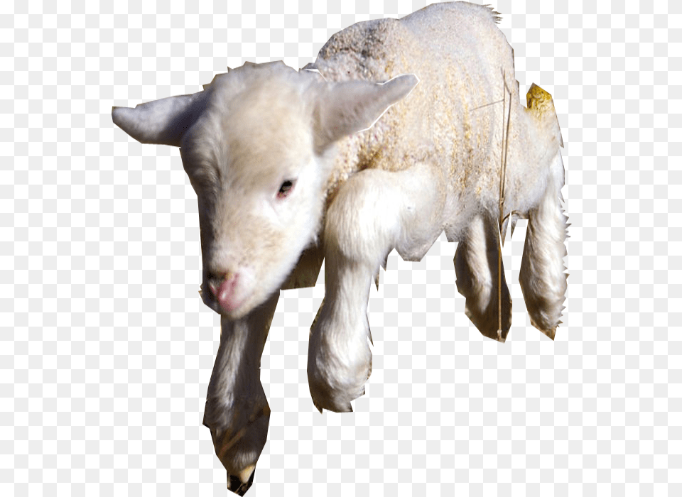 Sheep, Livestock, Animal, Mammal, Cattle Free Png Download