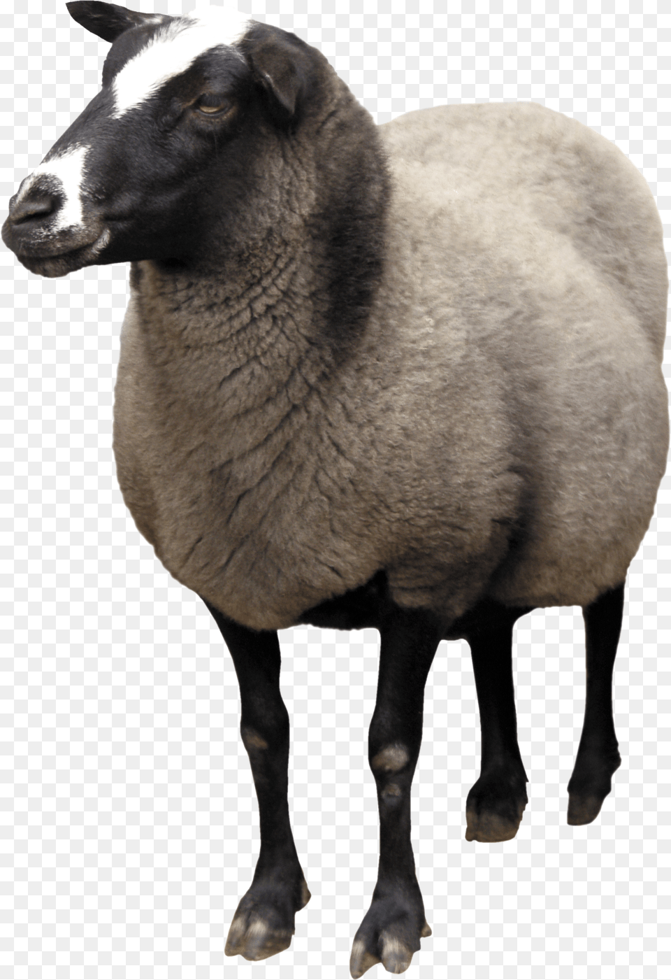 Sheep, Animal, Livestock, Mammal, Cattle Png Image