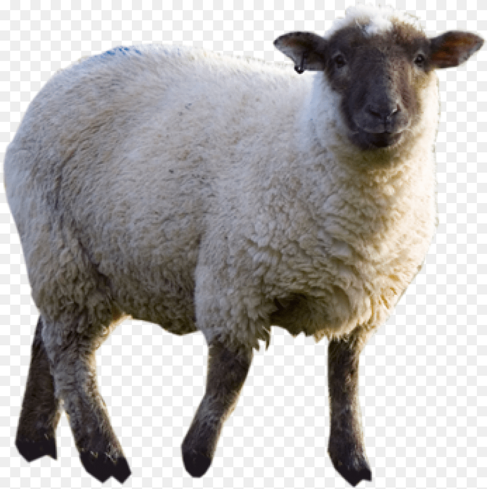 Sheep, Animal, Livestock, Mammal Free Png