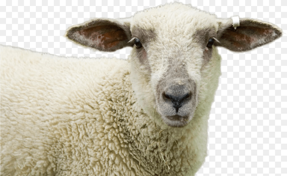 Sheep, Animal, Livestock, Mammal Png