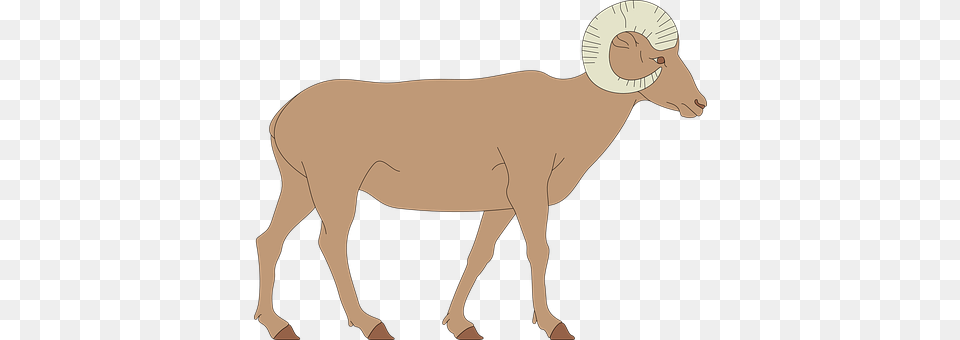 Sheep Animal, Mammal, Livestock, Adult Png