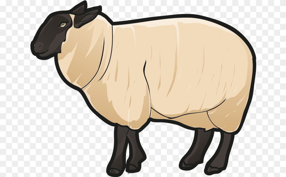 Sheep, Animal, Livestock, Mammal, Cattle Png Image