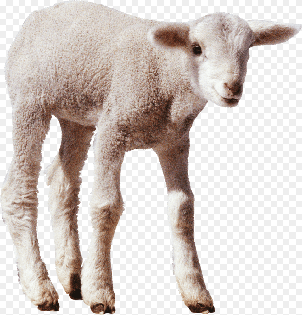 Sheep Min Sheep, Animal, Livestock, Mammal Png Image