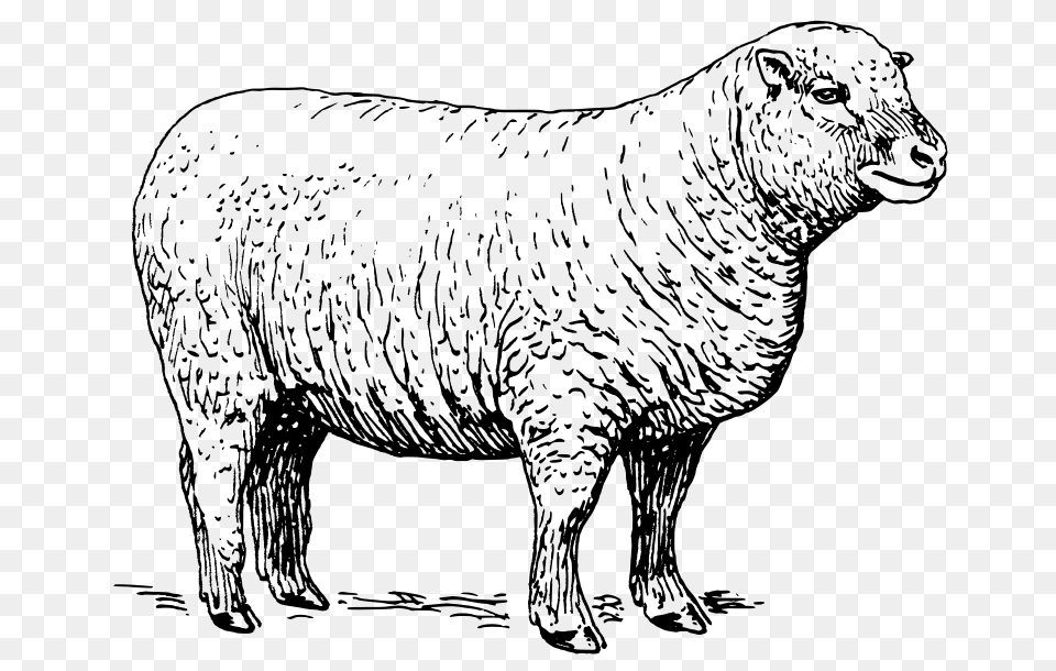 Sheep, Gray Free Png