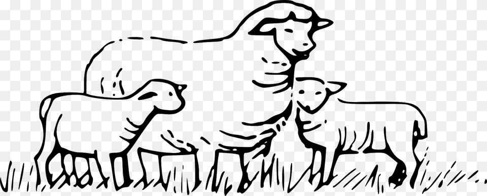 Sheep Albemarlecharlottesville H Livestock, Gray Free Transparent Png