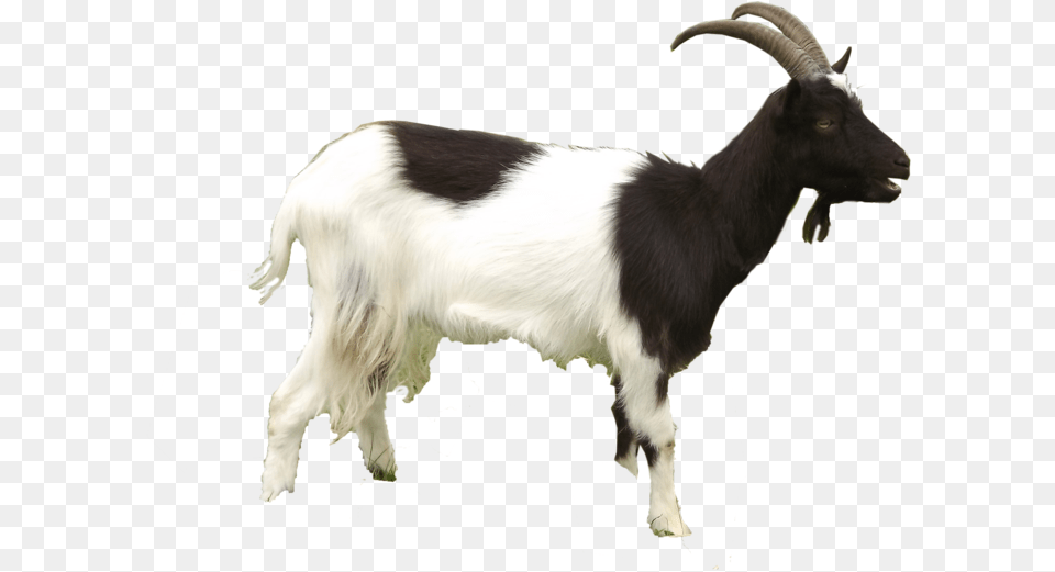 Sheep And Goat, Livestock, Animal, Mammal, Mountain Goat Free Png Download