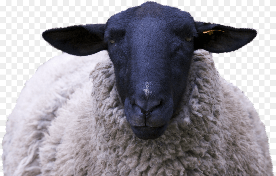 Sheep Black Face Png
