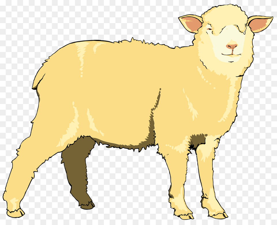 Sheep Clipart, Livestock, Animal, Mammal, Pig Png