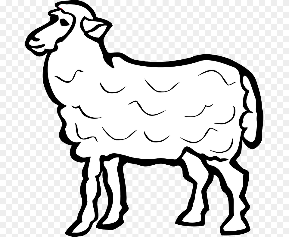 Sheep Clipart Arabic Name Of Sheep, Livestock, Baby, Person, Animal Free Png Download
