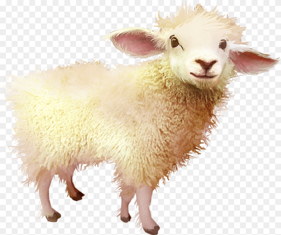 Sheep Download Baby Sheep, Animal, Livestock, Mammal Png