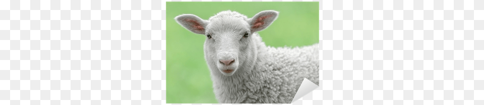 Sheep Face, Animal, Livestock, Mammal Png