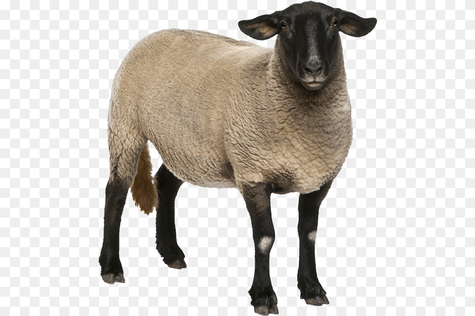 Sheep Female Suffolk Sheep, Animal, Livestock, Mammal Png Image