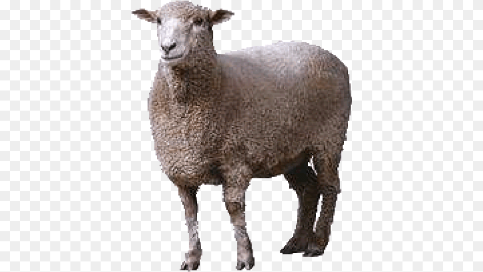 Sheep Free Download Sheep, Animal, Livestock, Mammal Png