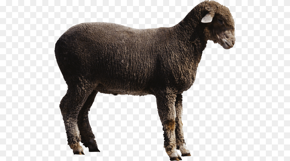 Sheep Free Download Sheep Transparent, Animal, Livestock, Mammal Png