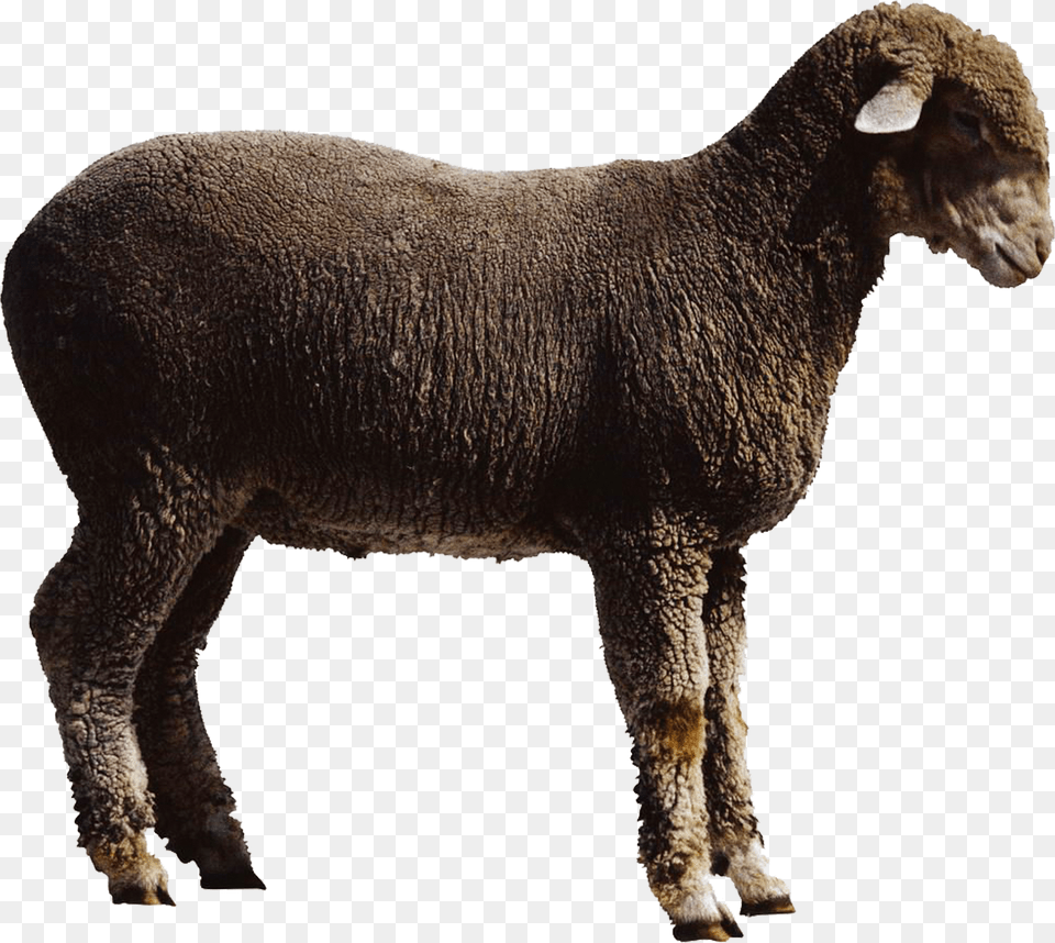 Sheep Goat Cattle Oveja Y Cabra, Animal, Livestock, Mammal Png Image