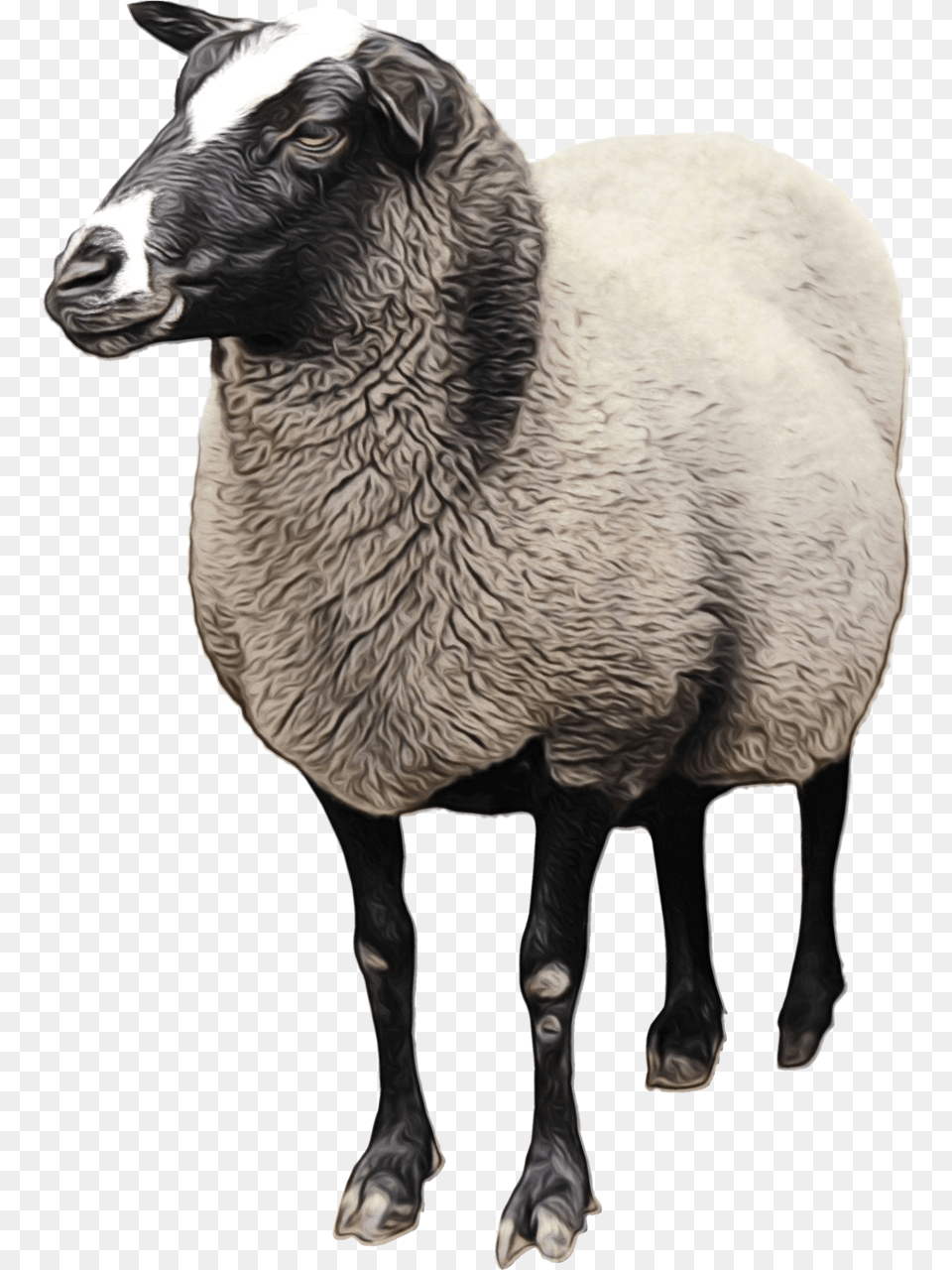 Sheep Goat Clip Art Transparency Cattle Lamb Sheep, Animal, Livestock, Mammal, Bear Png Image