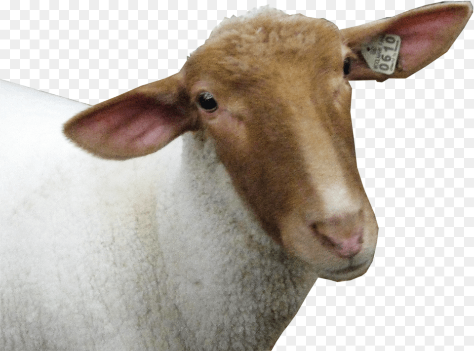 Sheep Head Image Sheep Head Transparent Background, Clothing, Costume, Sleeve, Person Free Png Download