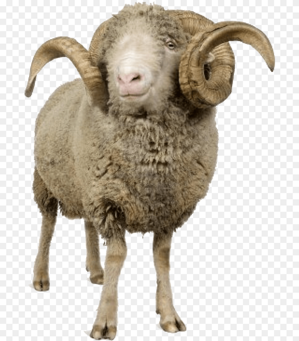 Sheep Icon Ram Animal, Livestock, Mammal, Bear, Wildlife Free Transparent Png