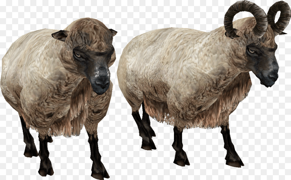 Sheep Horned Sheep, Animal, Livestock, Mammal, Bird Png Image