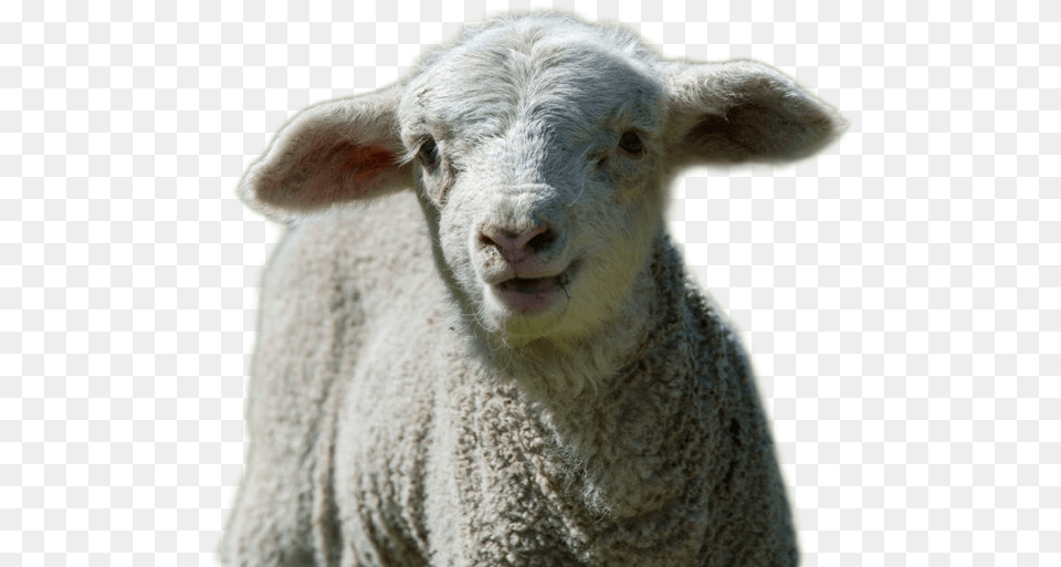 Sheep Image Sheep, Animal, Livestock, Mammal Png