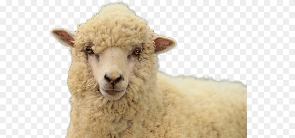 Sheep Sheep, Animal, Livestock, Mammal Png Image