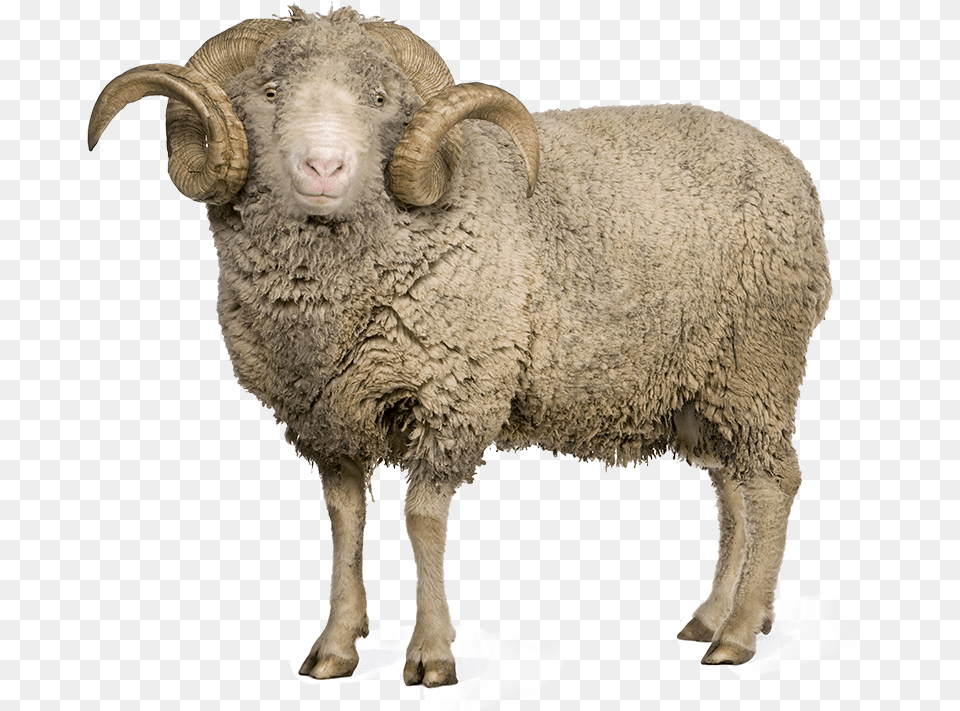 Sheep Images Arles Merino Sheep, Animal, Livestock, Mammal Free Png Download