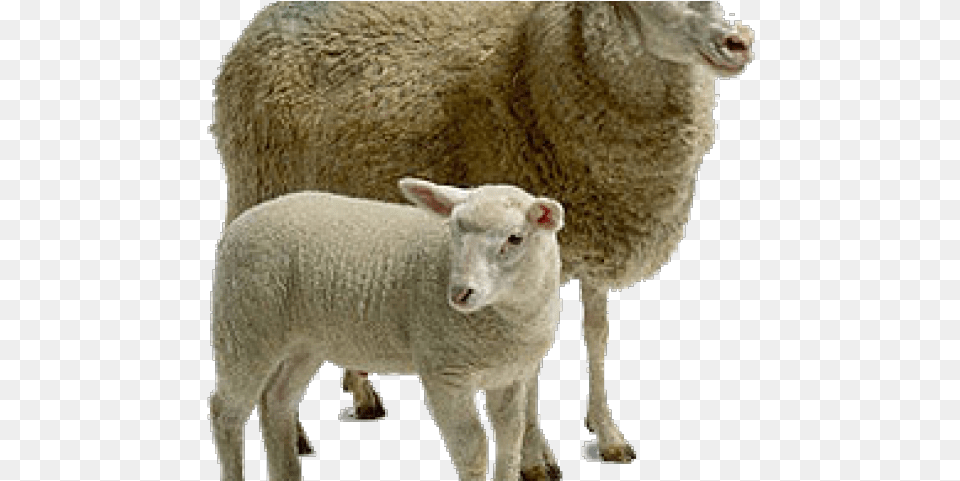 Sheep Images Living Things And Their Young, Animal, Livestock, Mammal Free Png Download