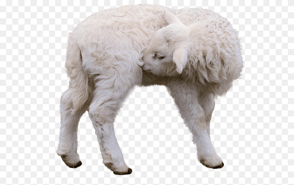 Sheep Lamb Isolated Sheep, Livestock, Animal, Mammal Free Png Download
