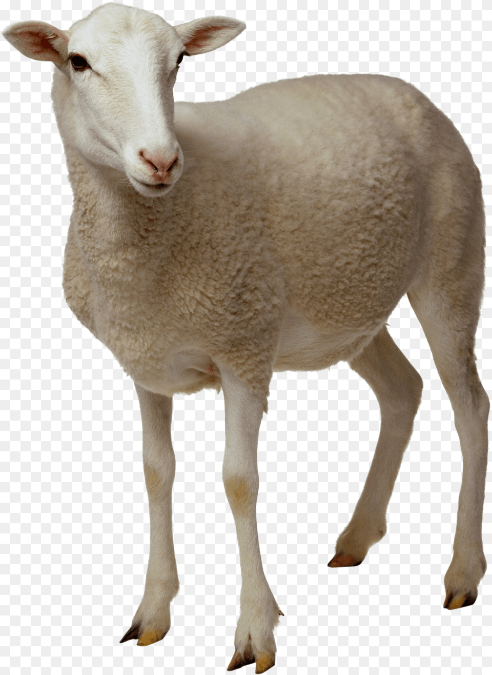 Sheep Looking, Animal, Livestock, Mammal Png