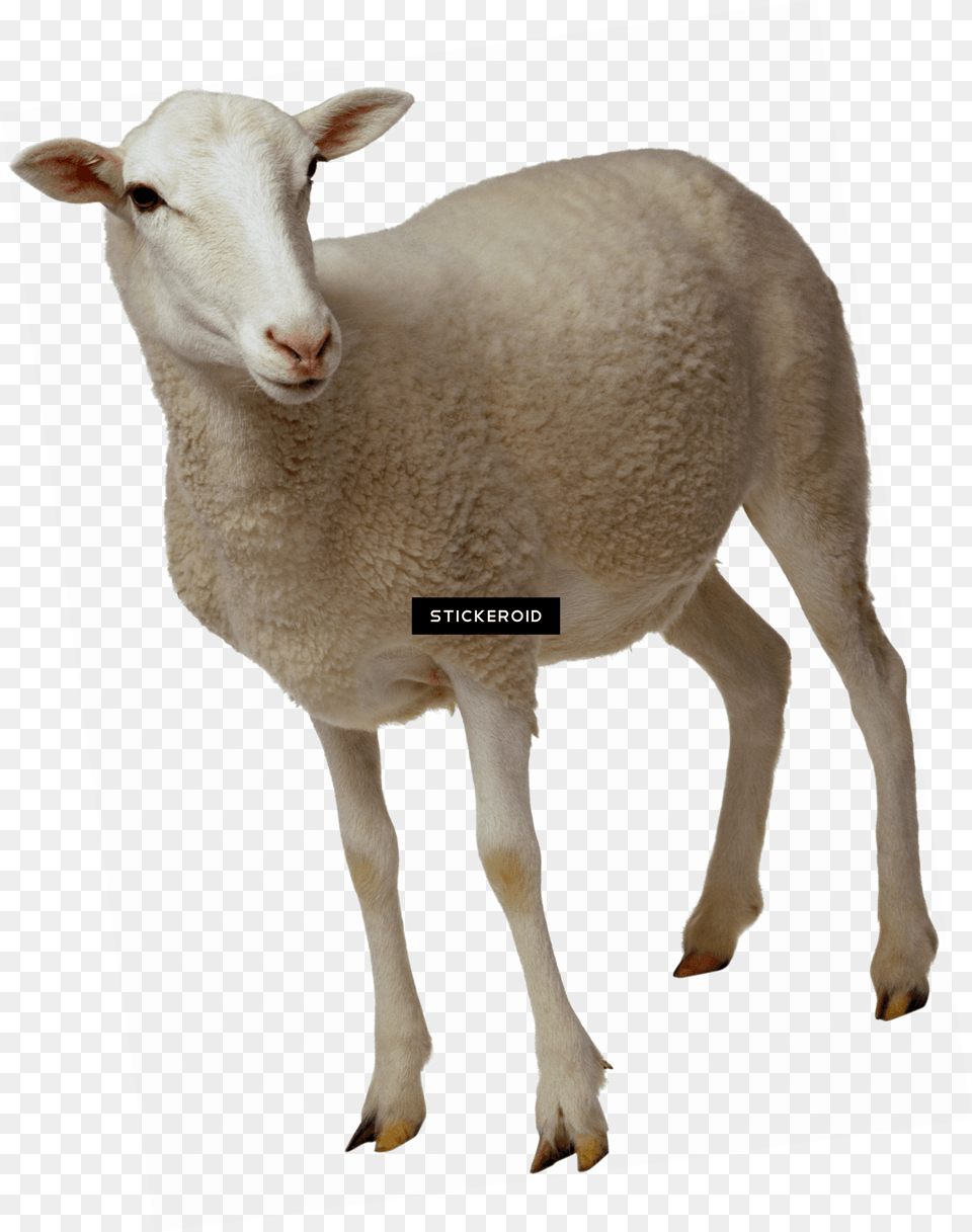 Sheep Looking, Animal, Livestock, Mammal Free Png Download